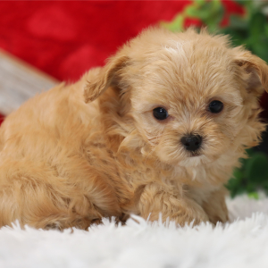Maltipoo Puppy Puffy