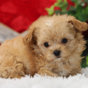Maltipoo Puppy Puffy