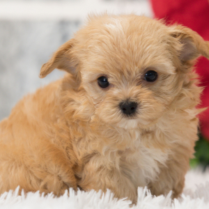 Maltipoo Puppy Puffy