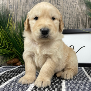 Golden Retriever Puppy Jacob