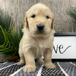 Golden Retriever Puppy Jacob