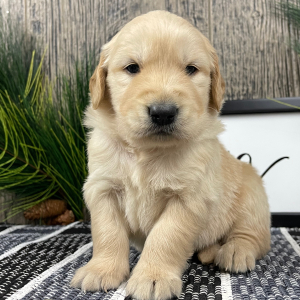Golden Retriever Puppy Jacob