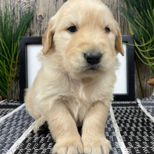 Golden Retriever Puppy Jacob