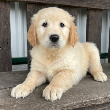 Golden Retriever Puppy Jacob