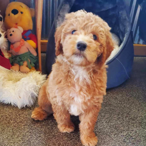 Whoodle Puppy Paris