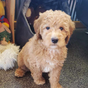 Whoodle Puppy Paris