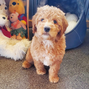 Whoodle Puppy Paris