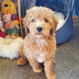 Whoodle Puppy Paris