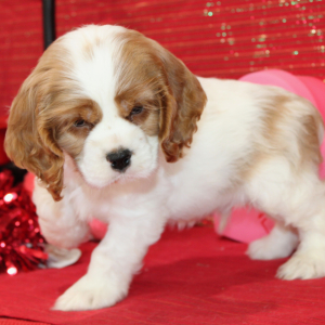 Cocker Spaniel Puppy Sid