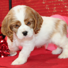 Cocker Spaniel Puppy Sid
