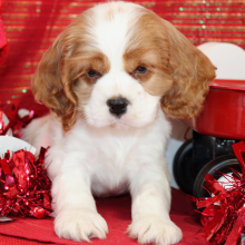 Cocker Spaniel Puppy Sid