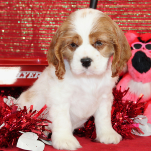Cocker Spaniel Puppy Sid