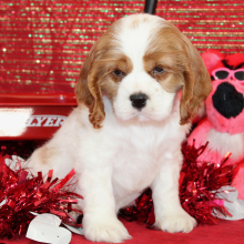 Cocker Spaniel Puppy Sid