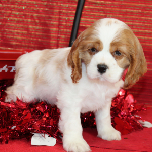 Cocker Spaniel Puppy Sid