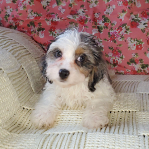 Cavapoo Puppy Gnocchi