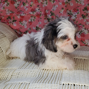 Cavapoo Puppy Gnocchi