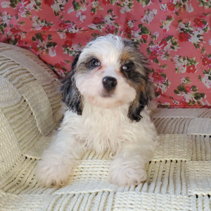 Cavapoo Puppy Gnocchi