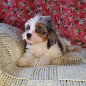 Cavapoo Puppy Gnocchi