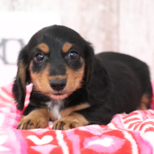 Dachshund Puppy Mike