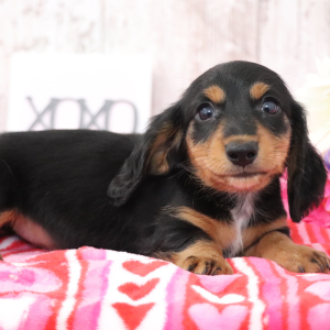 Dachshund Puppy Mike