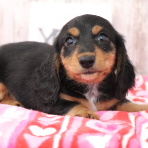 Dachshund Puppy Mike