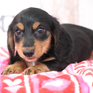 Dachshund Puppy Mike