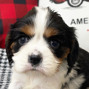 Cavalier King Charles Spaniel Puppy Jewel