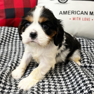 Cavalier King Charles Spaniel Puppy Jewel