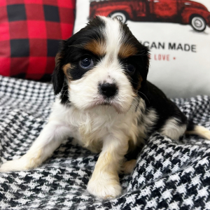 Cavalier King Charles Spaniel Puppy Jewel