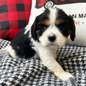 Cavalier King Charles Spaniel Puppy Jewel