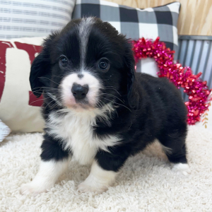 Aussalier Puppy Mya