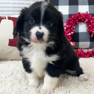 Aussalier Puppy Mya