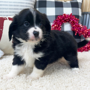Aussalier Puppy Mya