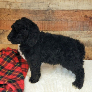 Bernedoodle Puppy Gatsby