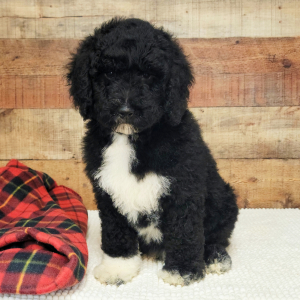 Bernedoodle Puppy Gatsby