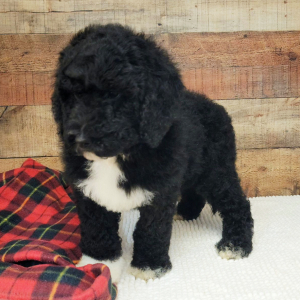 Bernedoodle Puppy Gatsby