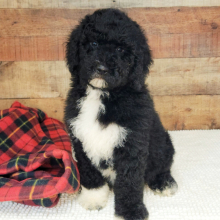 Bernedoodle Puppy Gatsby