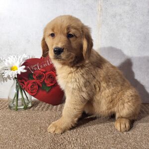 Golden Retriever Puppy Kate