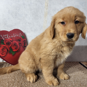 Golden Retriever Puppy Kate