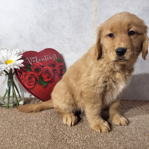 Golden Retriever Puppy Kate