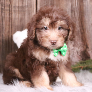 Aussiedoodle Puppy Jordan