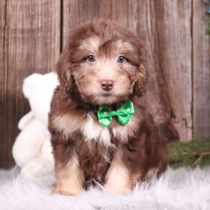 Aussiedoodle Puppy Jordan