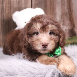 Aussiedoodle Puppy Jordan