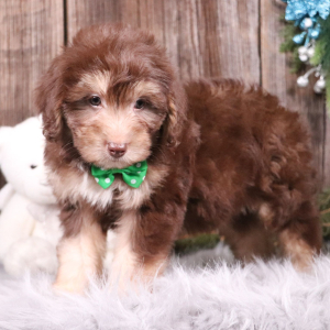 Aussiedoodle Puppy Jordan