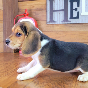 Beagle Puppy Jasmine