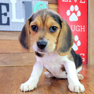 Beagle Puppy Jasmine