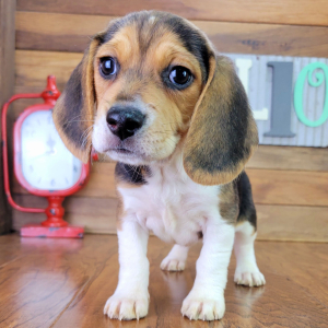 Beagle Puppy Jasmine