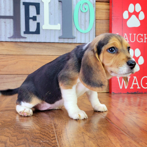 Beagle Puppy Jasmine