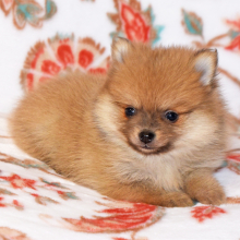 Pomeranian Puppy Callie