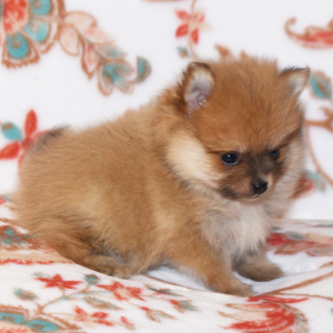 Pomeranian Puppy Callie